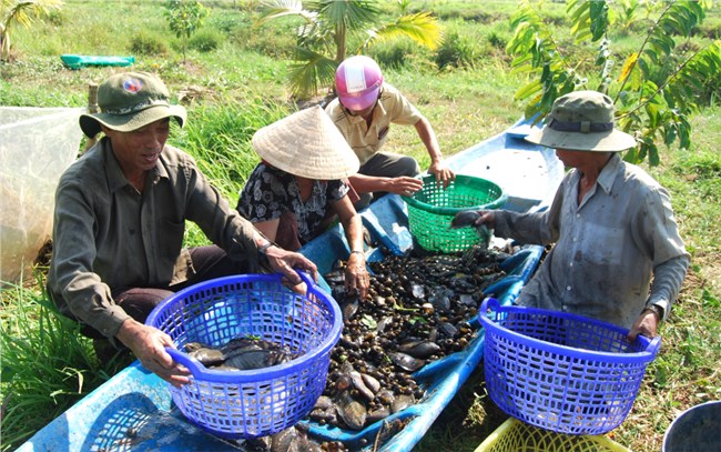Người dân đất rừng U Minh chung tay khôi phục nguồn lợi cá đồng (29/05/2024)